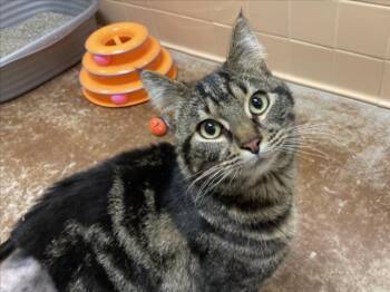 Domestic Medium Hair Cats Available for Adoption - TARTER SAUCE | PetCurious