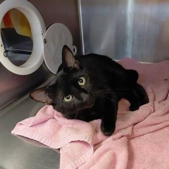 Domestic Short Hair Cats Available for Adoption - PURRNATOR | PetCurious