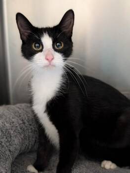 Juno -  Domestic Short Hair Cat for Adoption in Kingsland, Georgia - Juno | PetCurious