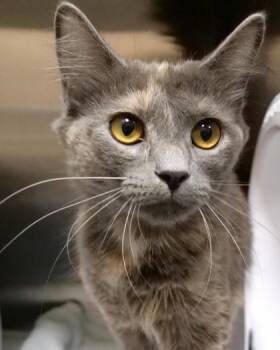 Dua Lipa -  Domestic Medium Hair and Domestic Short Hair Cat for Adoption in Fishers, Indiana - Dua Lipa | PetCurious