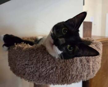 *Riley -  Domestic Short Hair Cat for Adoption in Hudson, New Hampshire - *Riley | PetCurious