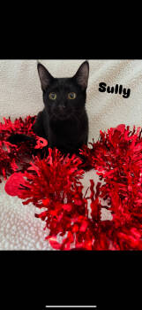 Rescue Domestic Short Hair Cats for Adoption in Niles, Michigan - Sully | PetCurious
