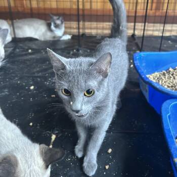 Tori -  Domestic Short Hair Cat for Adoption in Springdale, Arkansas - Tori | PetCurious