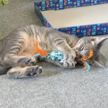 Better Day -  Domestic Short Hair Cat for Adoption in Fredericksburg, Virginia - Better Day | PetCurious