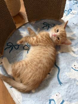 Scut -  Domestic Short Hair Cat for Adoption in Rootstown, Ohio - Scut | PetCurious