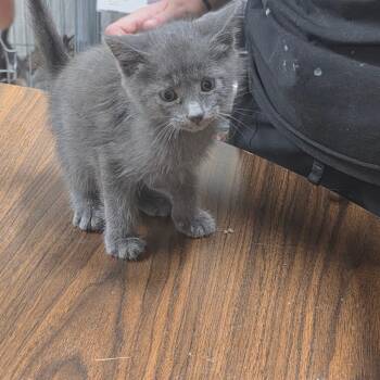 Moe -  Domestic Medium Hair Cat Available for Adoption in Clanton, Alabama - Moe | PetCurious