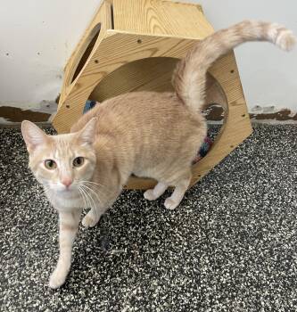 Hissy Fit -  Tabby Cat for Adoption in Mckenzie, Tennessee - Hissy Fit | PetCurious