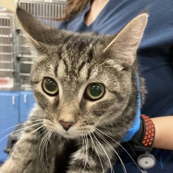 Rescue Domestic Short Hair Cats for Adoption in Pittsburgh, Pennsylvania - Hypnos | PetCurious