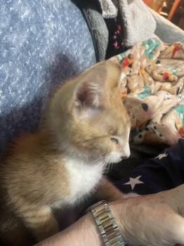 PIRATE (One Eye) -  American Shorthair Cat for Adoption in Chattanooga, Tennessee - PIRATE (One Eye) | PetCurious