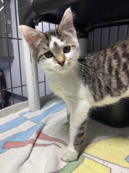 Sagwa -  Domestic Short Hair Cat for Adoption in Mishawaka, Indiana - Sagwa | PetCurious