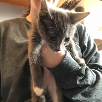 Domestic Short Hair Cats Available for Adoption - Andromeda | PetCurious