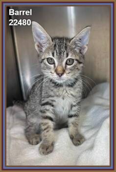 BARREL (see also LOCK and SHOCK) -  Domestic Medium Hair and Tabby Cat for Adoption in Marietta, Georgia - BARREL (see Also LOCK And SHOCK) | PetCurious