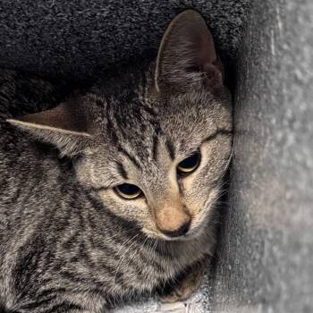 Betsy -  Domestic Short Hair Cat for Adoption in Lufkin, Texas - Betsy | PetCurious