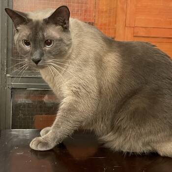 Siamese Cats Available for Adoption - Unk | PetCurious