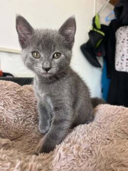 Russian Blue Cats Available for Adoption in Poway, California - Devious | PetCurious