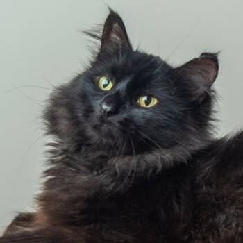 Rescue Domestic Long Hair and Munchkin Cats for Adoption in Saint Paul, Minnesota - Munchie | PetCurious