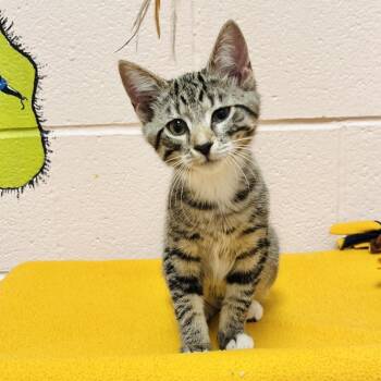 Snoop Dogg -  Domestic Short Hair Cat for Adoption in Owosso, Michigan - Snoop Dogg | PetCurious