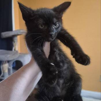 Apollo -  American Shorthair Cat for Adoption in Pikesville, Maryland - Apollo | PetCurious
