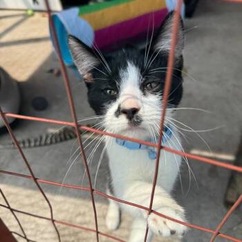 Flynn -  Domestic Short Hair Cat for Adoption in Saginaw, Michigan - Flynn | PetCurious