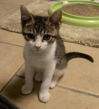 Hallie -  Domestic Short Hair Cat for Adoption in Boiling Springs, Pennsylvania - Hallie | PetCurious