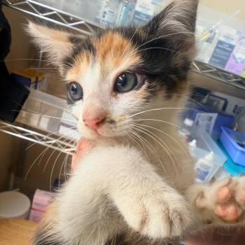 Domestic Short Hair Cats Available for Adoption in Corinth, Mississippi - Buttercup | PetCurious