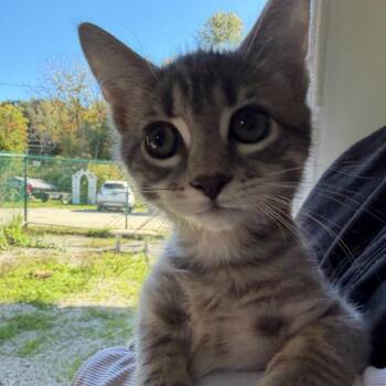 Aspen -  Domestic Short Hair Cat for Adoption in Pittsford, Vermont - Aspen | PetCurious