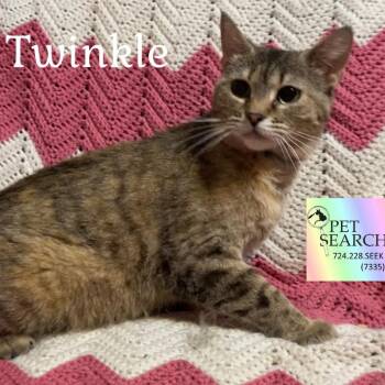 Rescue Domestic Short Hair Cats for Adoption in Washington, Pennsylvania - Twinkle | PetCurious