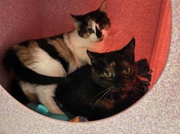 Domestic Short Hair Cats Available for Adoption in Windsor, Connecticut - Venice - In Foster | PetCurious