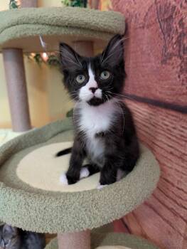 Eventually -  Domestic Long Hair Cat for Adoption in Beaverton, Oregon - Eventually | PetCurious