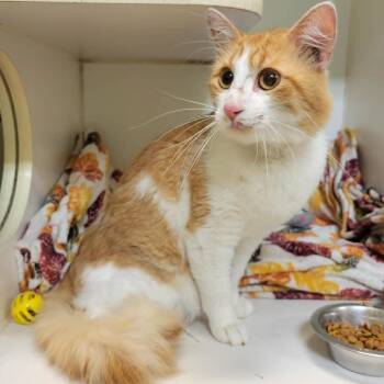 Lamar -  Domestic Medium Hair Cat for Adoption in Columbia, Missouri - Lamar | PetCurious