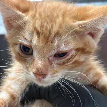 Naboo -  Domestic Short Hair Cat for Adoption in Taos, New Mexico - Naboo | PetCurious