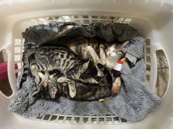 Zilla -  Calico Cat for Adoption in Plano, Texas - Zilla | PetCurious