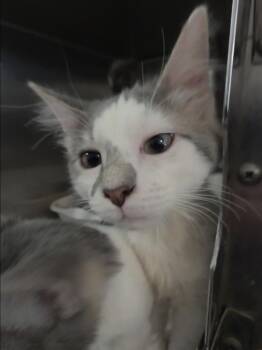 Marty (Diamond K4) -  Domestic Short Hair Cat for Adoption in Pahrump, Nevada - Marty (Diamond K4) | PetCurious