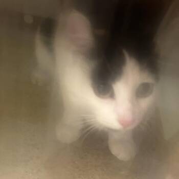 Domestic Short Hair Cats Available for Adoption in Philadelphia, Pennsylvania - Print | PetCurious