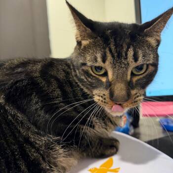 Juju -  Domestic Short Hair Cat for Adoption in Tampa, Florida - Juju | PetCurious
