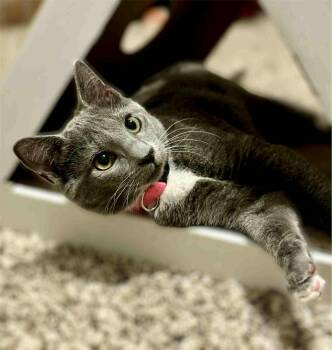 Rescue Domestic Short Hair Cats for Adoption in Mansfield, Texas - Natasha | PetCurious