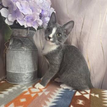 Albus -  Domestic Short Hair Cat for Adoption in Long Beach, Mississippi - Albus | PetCurious