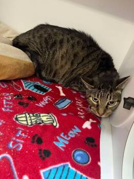 Rescue Domestic Short Hair Cats for Adoption in Bolivar, Missouri - Mordecai | PetCurious