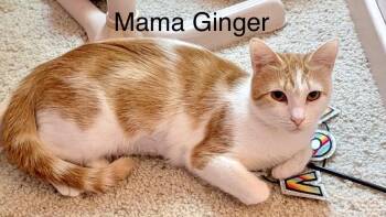 Mama Ginger -  Domestic Short Hair Cat for Adoption in Phoenix, Arizona - Mama Ginger | PetCurious