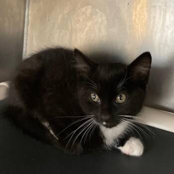 Cain -  Domestic Short Hair Cat for Adoption in Roanoke, Virginia - Cain | PetCurious