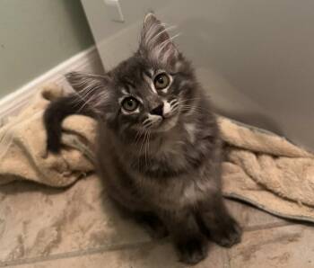 Domestic Long Hair Cats Available for Adoption in Magnolia, Texas - Fluffernutter | PetCurious
