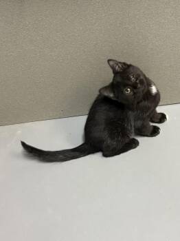 Jet -  American Shorthair Cat for Adoption in Big Rapids, Michigan - Jet | PetCurious