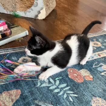 Opal -  Domestic Short Hair Cat for Adoption in Houston, Texas - Opal | PetCurious