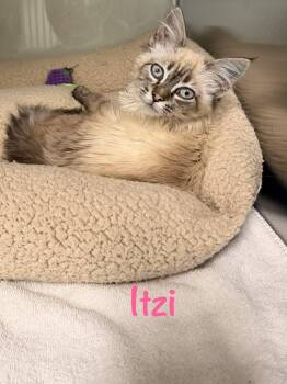 Itzi -  Siamese Cat for Adoption in Crescent City, California - Itzi | PetCurious