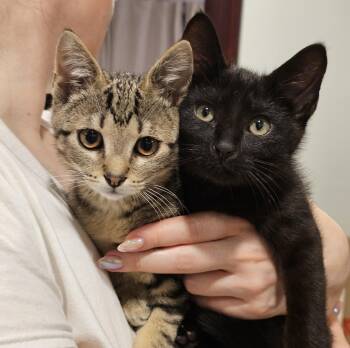 Rascal and Buster -  Domestic Short Hair Cat for Adoption in Ridgefield, Connecticut - Rascal And Buster | PetCurious
