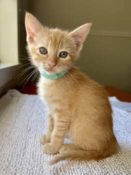 Leon -  Domestic Short Hair and Tabby Cat for Adoption in Texarkana, Texas - Leon | PetCurious