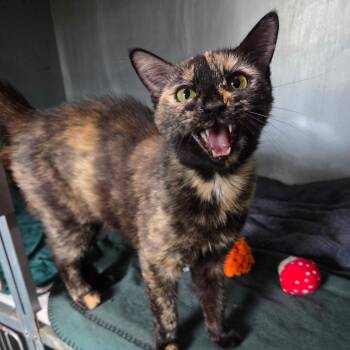Andromeda -  Domestic Short Hair Cat for Adoption in Warwick, Rhode Island - Andromeda | PetCurious