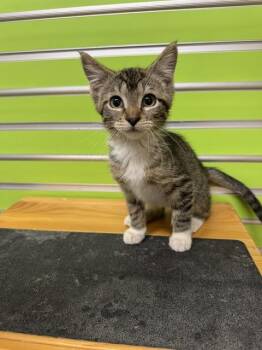 TINKERBELL -  Domestic Short Hair Cat for Adoption in St. Peters, Missouri - TINKERBELL | PetCurious
