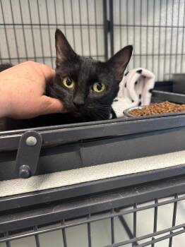 Domestic Short Hair Cats Available for Adoption - Clover | PetCurious