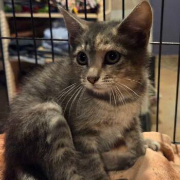 Aqua -  Domestic Short Hair Cat for Adoption in Hanna City, Illinois - Aqua | PetCurious